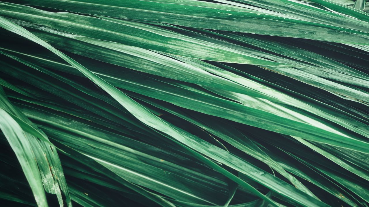 Vetiver Essential Oil for Sleep