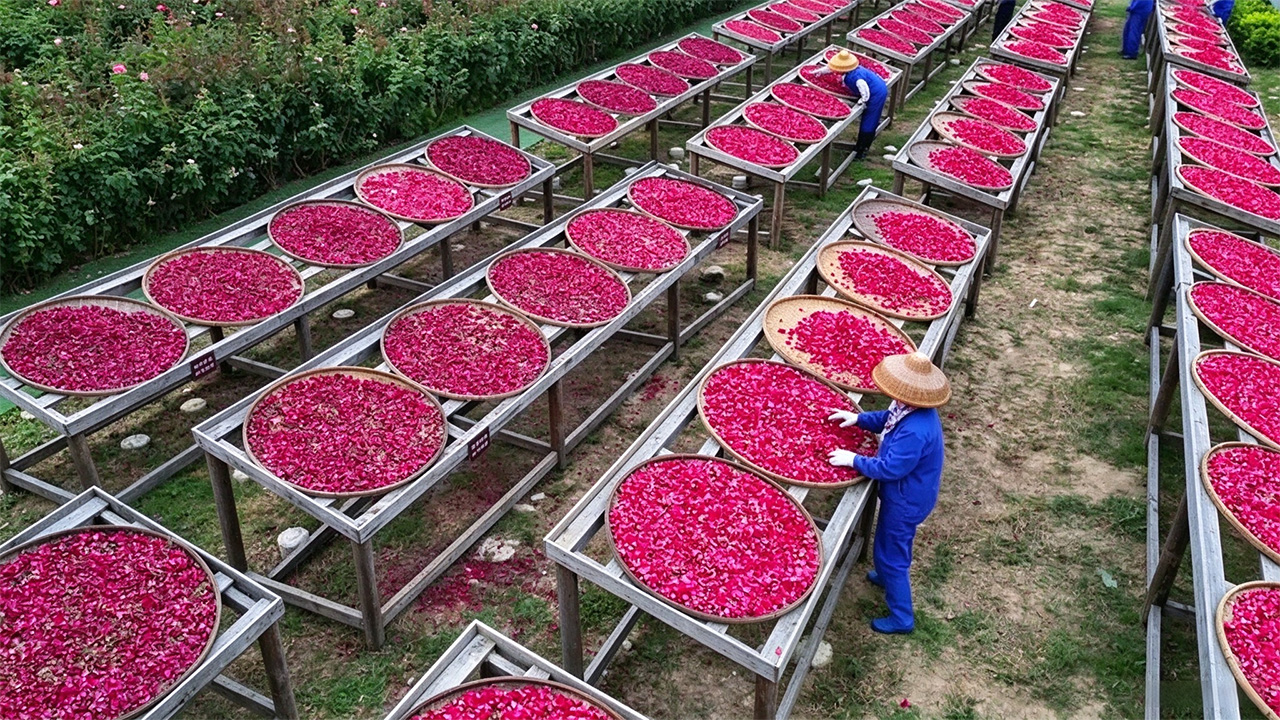 Choose roses