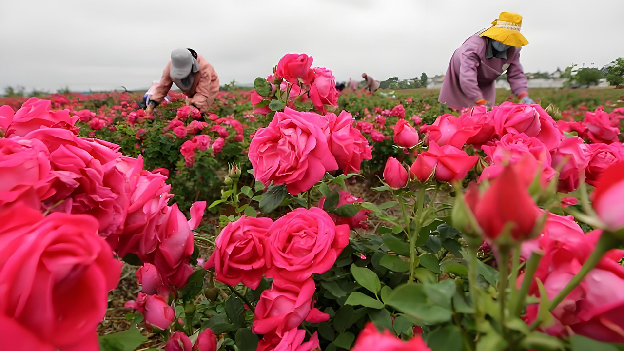 Rose picking